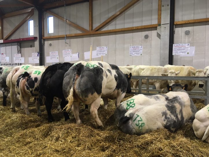 Agribex 2017: Blanc Bleu Belge (Weißblaue Belgier)
